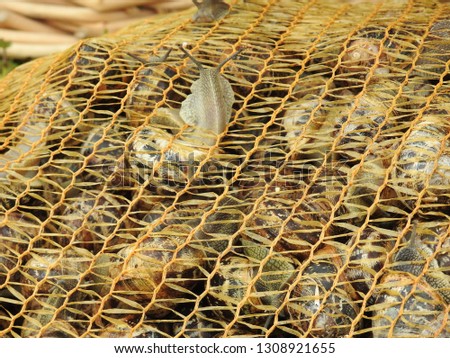 Closeup of net bag of live fresh edible Burgundy snails (escargot) at food market in Charente-Maritime, France. Traditional, local French cuisine photography