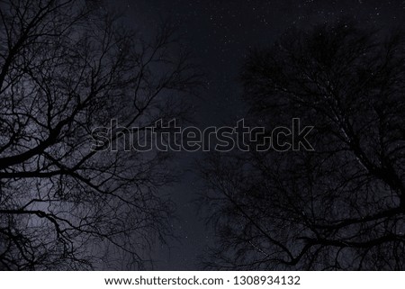 Starry night in Lithuanian forest