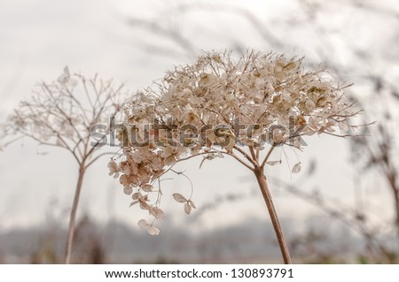 Fragile overblown Hydrangea bloom in spring against a blurred natural background.