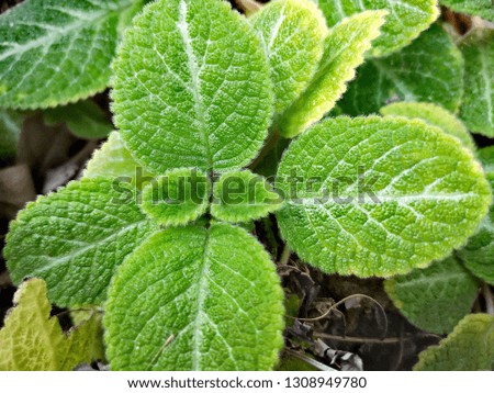 plant, green leaves in​ the​ garden​