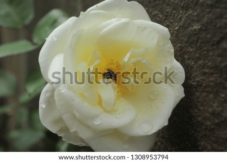 the beauty of white roses
