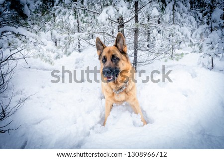 German Shepherd in the woods in winter
