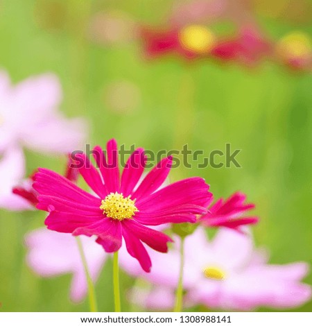 cosmos red and pink blooming flower with green leaves or leaf for love and decor on nature garden or beautiful meadow and winter blossom or flora festival with sweet love on square picture