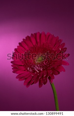 Gerbera flower on magenta background