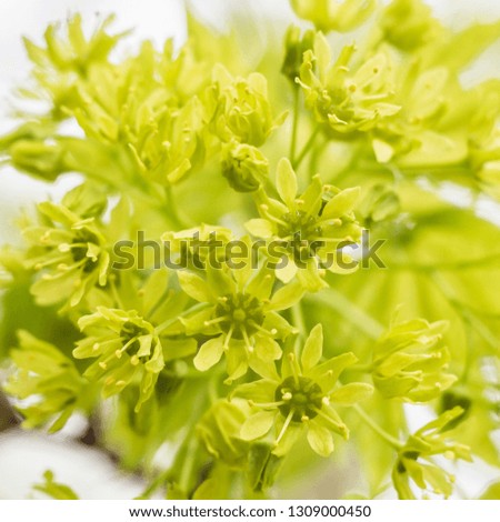 Spring floral concept. Full blooming and first leafs of forest tree. Beautiful flower on an abstract blurred background. Closeup with soft selective focus.