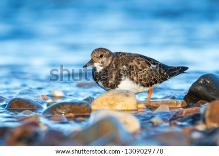 close-up of bird on shore