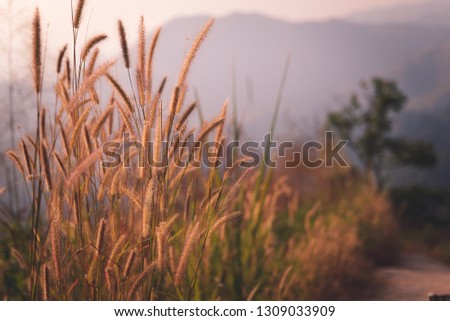 grass on the hill in sunset.