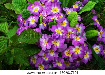 Bunch evening primrose plant primula vulgaris purple first spring flower. Background pattern colorful primrose or primula in floral market garden. Colorful pink primroses flowers, primula polyanthus Royalty-Free Stock Photo #1309037101