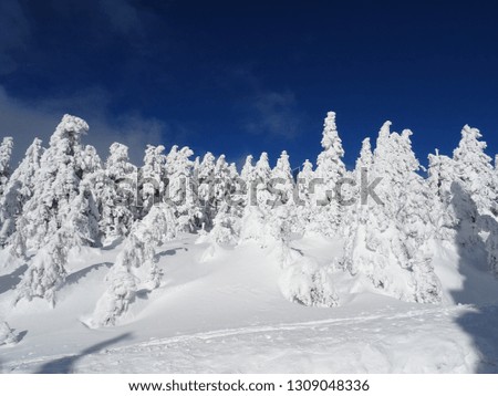 Snow in the Harz, Germany
