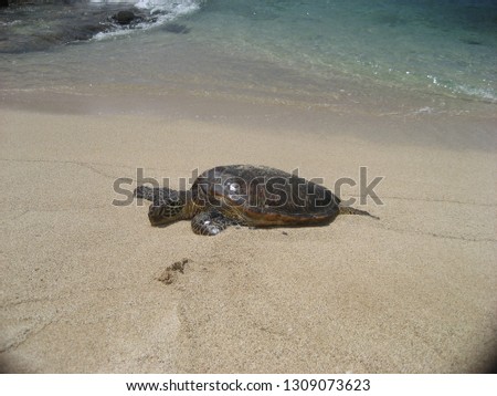 Sea turtle having fun at beach of Oahu
