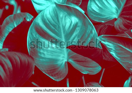 Green leaves with red shadow for background and wallpaper.