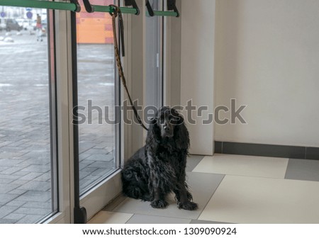 Dog tied to the door of the shopping center waiting for the owner