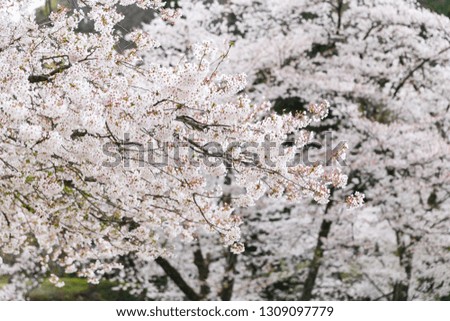 Beautiful white cherry blossom or sakura tree in full bloom in the park of japan, selective focus and shallow depth of field