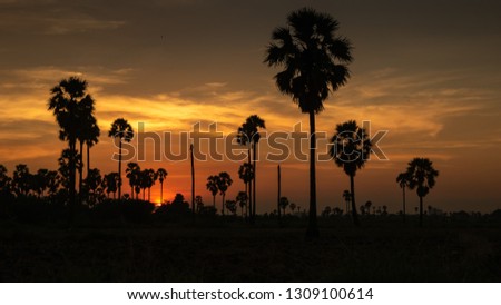 Colorful sunset pictures with shiny palm trees in front