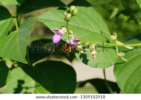 bumblebee that feeds on bean flower pollen