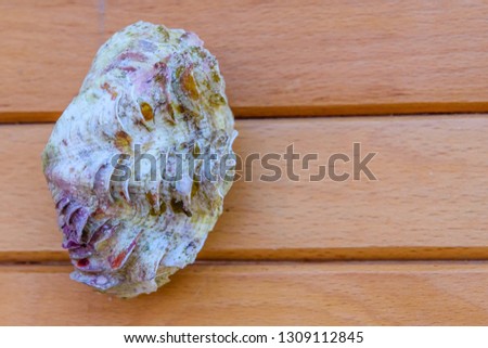 Shell of the tridacna mollusk on rustic wooden table. Top view