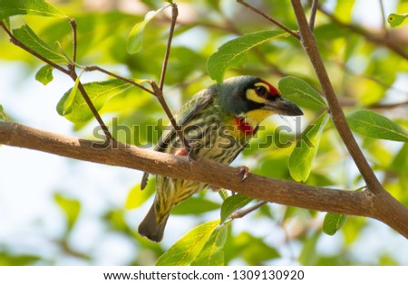 Coppersmith Barbet perched on branches