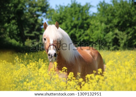 beautiful haflinger horse is standing in a rape seed field Royalty-Free Stock Photo #1309132951