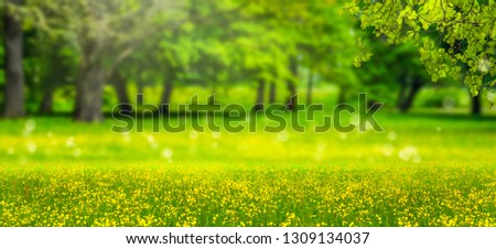 beautiful idyllic landscape panorama backgrond, yellow flower meadow and old trees in a spring park landscape, branch with green leaves in foreground
