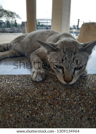 Tiger cat lying sunbathing on the street

