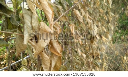 Dry leaves background,Dried leaves 