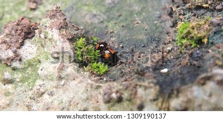 Macro photo Beetle mating is living on moss