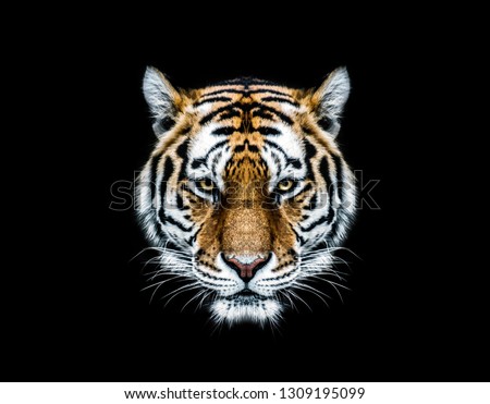 Wild tiger head wallpaper with black background - tiger face 