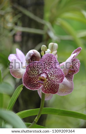 Orchids in Asia