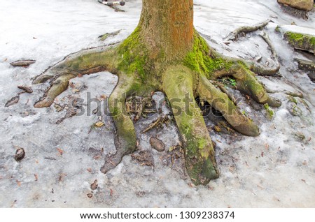 Hand shaped tree roots grab the soil, saves the planet, pollution, ecology, green economy