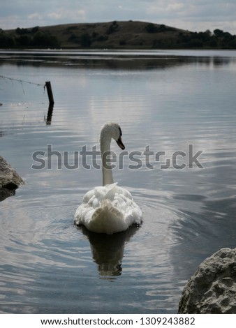 Swans In Lake