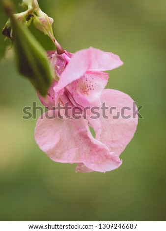 Pink blossom of Impatiens glandulifera flower - Policeman's Helmet, Bobby Tops, Copper Tops, and Gnome's Hatstand  