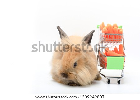 Lovely bunny easter rabbit with a cart of vetgetable  on white background. beautiful lovely pet and cart of baby carrots.