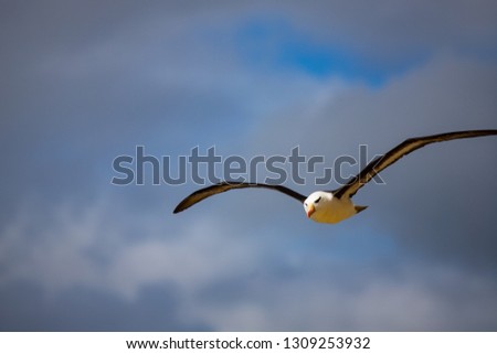 beautiful black-browed albatross, falkland islands, south atlantic ocean
