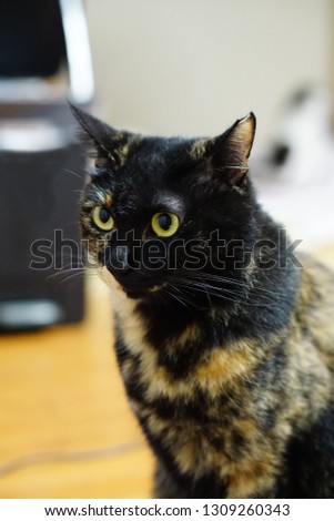 Tortoiseshell cat which sit on the floor