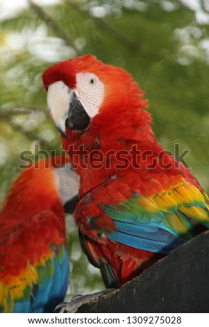 Two Parrots close up