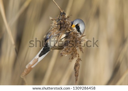 A male Bearded reedling (Panurus biarmicus) perched in the cold morning sun foraging in the reeds. perched and eating from the reeds at the water's edge.