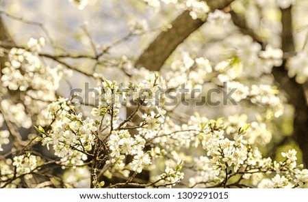 Flowering branches of trees in the spring in the park.