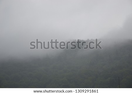 Grey Fog Trees 