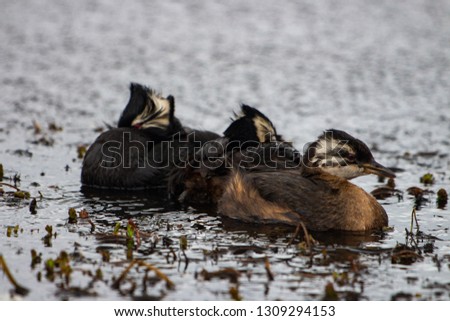 a White-tufted grebe family on the water, Falkland Islands