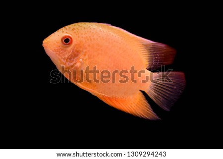 Freshwater aquarium fish, Heros efasciatus Severum, cichlid from the Amazon main channel and rio Solimoes
