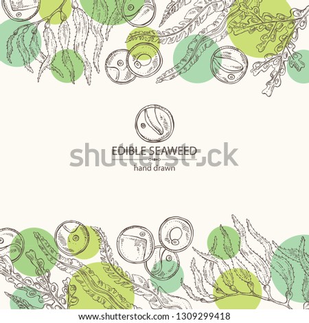 Background with edible seaweed: laminaria seaweed, macrocystis, chlorella seaweed and fucus. Brown algae. Vector hand drawn illustration