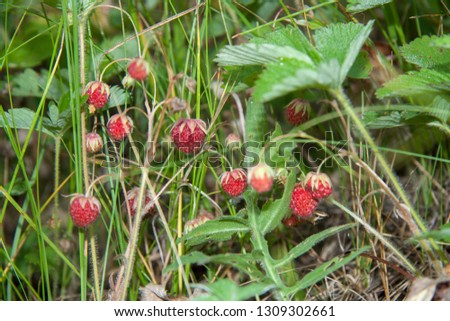 wild strawberry in natural condition