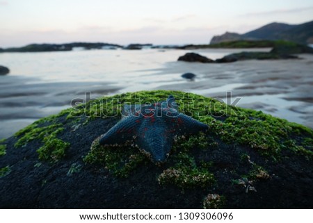 Starfish in beach