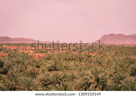 A beautiful tour in the beautiful region of figuig with desert and palm