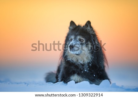 Dog portrait. Finnish Lapphund on frozen lake at sunset. Cold winter day in Finland.