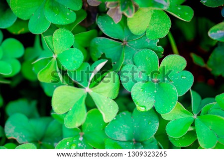Close up shamrocks, plant that used as a symbol of Ireland & Saint Patrick's Day 
