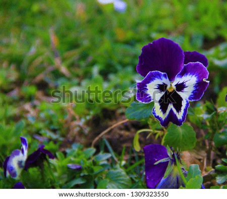 beautiful violet color pansies and leafs