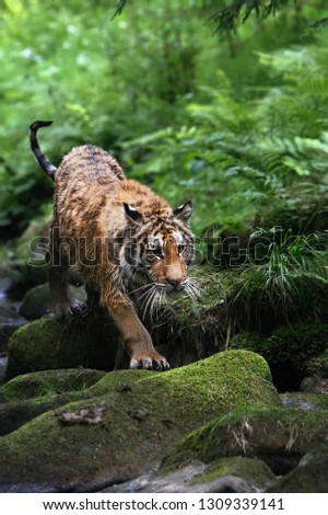 The Siberian tiger (Panthera tigris Tigris), or  Amur tiger (Panthera tigris altaica) in the forest walking in a river. Tiger with green background. Tiger on a stone. 