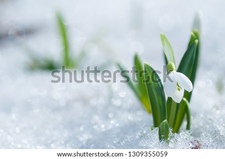 Beautifull snowdrop flower growing in snow in early spring forest. Tender spring flowers snowdrops harbingers of warming symbolize the arrival of spring