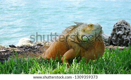 Close up of a iguana in the wild
